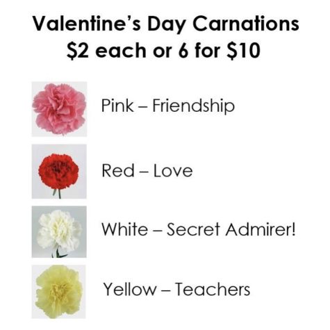 Buy Carnations Today!