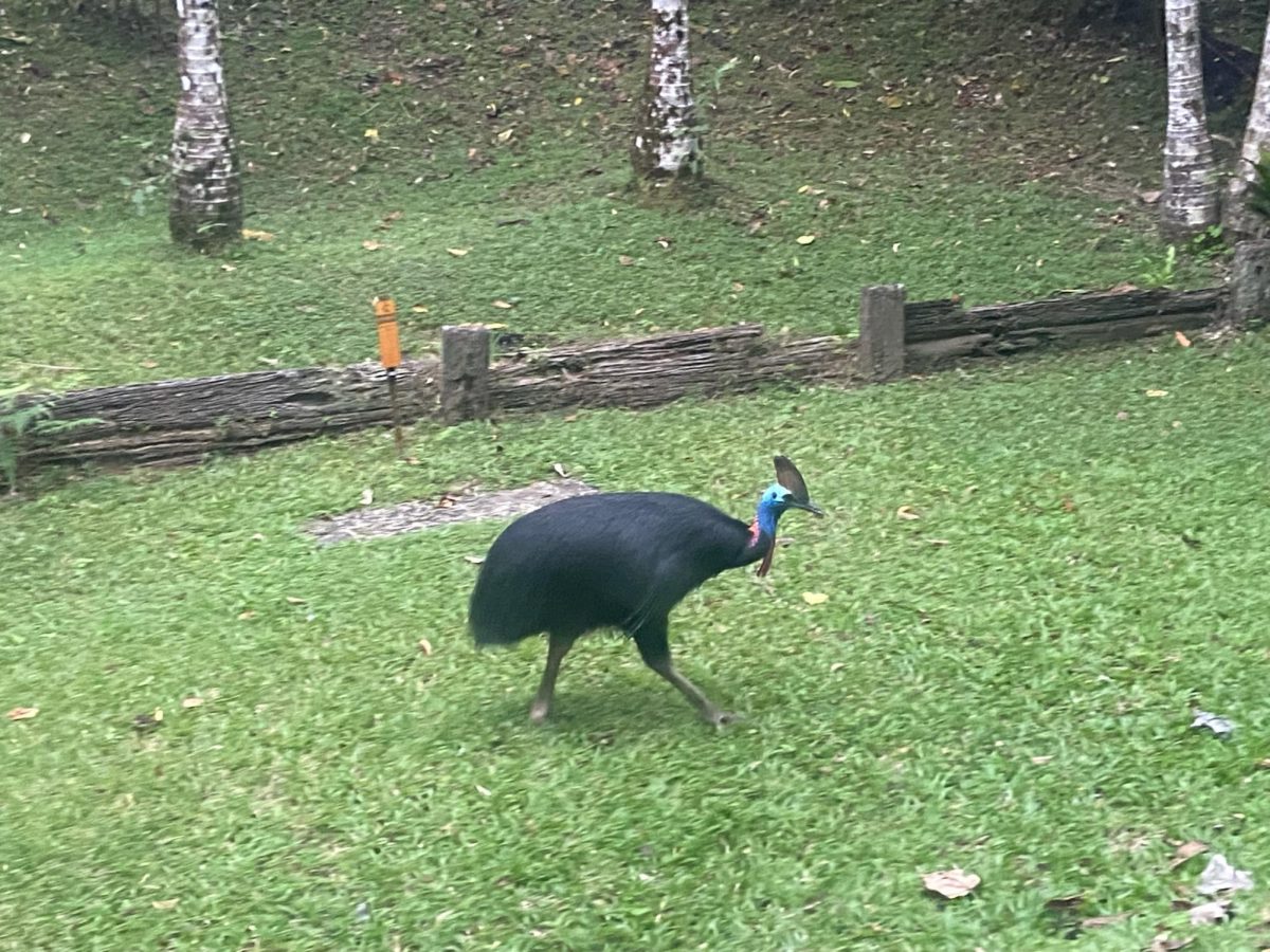 One of Australia’s most rare animals, the cassowary. They are a distant cousin of the emu  and are considered one of the most dangerous birds.  