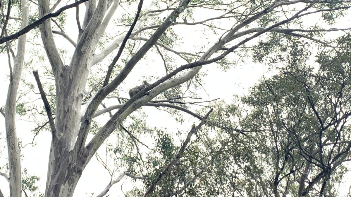Wild koala bears found around the Gold Coast. 