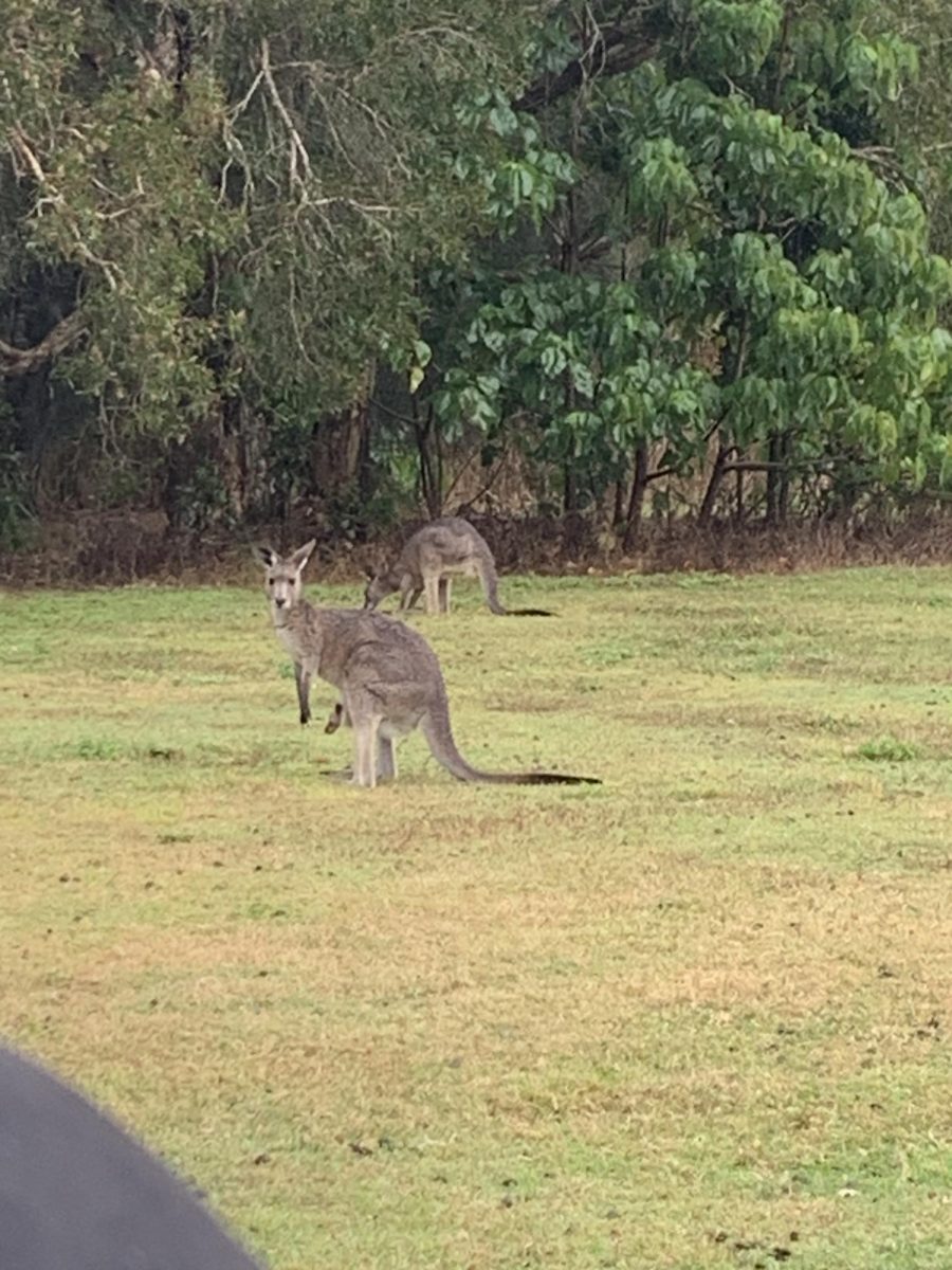 Wild kangaroo found around the Gold Coast. 